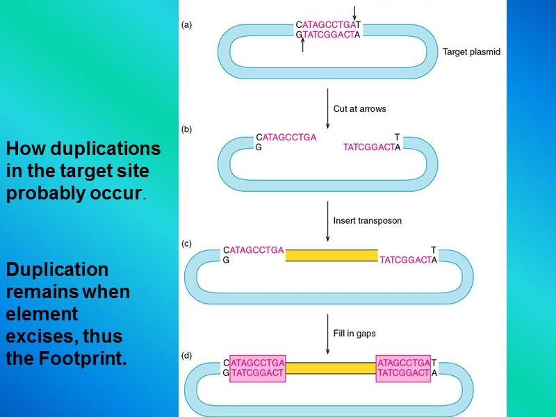 How duplications in the target site probably occur. Duplication  remains when element excises,